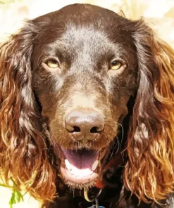 Happy Boykin Spaniel Diamond Painting