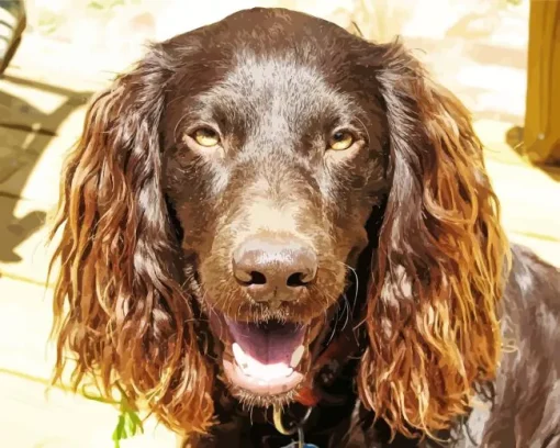 Happy Boykin Spaniel Diamond Painting