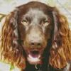 Happy Boykin Spaniel Diamond Painting