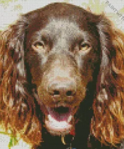 Happy Boykin Spaniel Diamond Painting