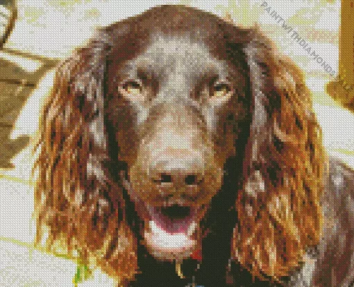 Happy Boykin Spaniel Diamond Painting