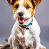 Happy Jack Russell Diamond Painting