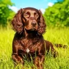 Lovely Boykin Spaniel Diamond Painting