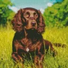 Lovely Boykin Spaniel Diamond Painting