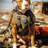 Military Pit Bull Diamond Painting