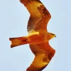 Orange Black Kite Flying Diamond Painting