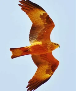 Orange Black Kite Flying Diamond Painting