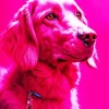 Pink Boykin Spaniel Diamond Painting