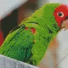 Red Masked Parakeet Diamond Painting