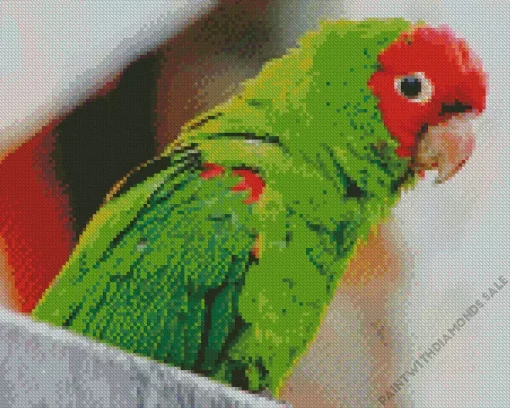 Red Masked Parakeet Diamond Painting