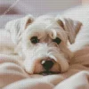 Sleepy Schnauzer Diamond Painting