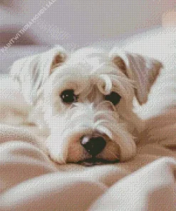 Sleepy Schnauzer Diamond Painting