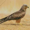 Standing Black Kite Bird Diamond Painting