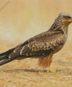 Standing Black Kite Bird Diamond Painting