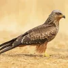 Standing Black Kite Bird Diamond Painting