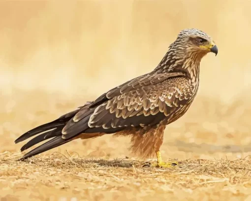 Standing Black Kite Bird Diamond Painting