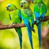 Three Parakeets Diamond Painting