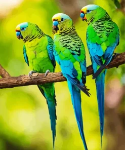 Three Parakeets Diamond Painting