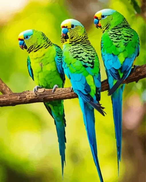 Three Parakeets Diamond Painting