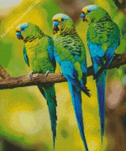 Three Parakeets Diamond Painting