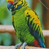 Tiger Parakeet Diamond Painting