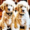 White Sheepadoodle Dogs Diamond Painting