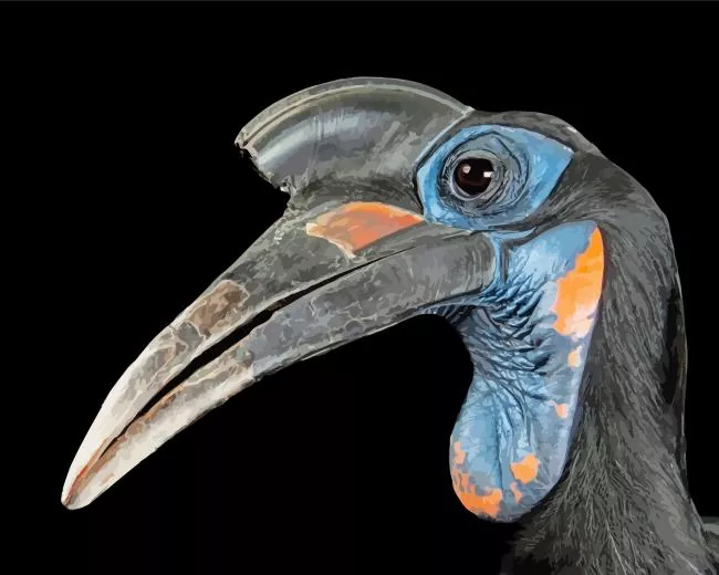 Abyssinian ground hornbill Diamond With Numbers Abyssinian Ground Hornbill Diamond Painting