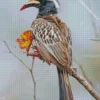 African Grey Hornbill Diamond Painting