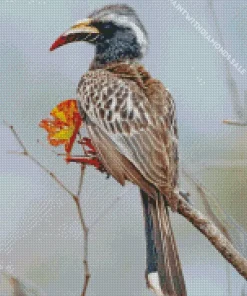 African Grey Hornbill Diamond Painting