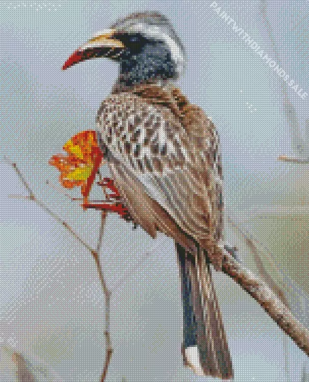 African grey hornbill Diamond Dotz African Grey Hornbill Diamond Painting