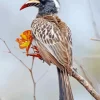 African Grey Hornbill Diamond Painting