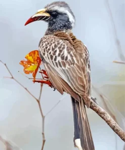 African Grey Hornbill Diamond Painting