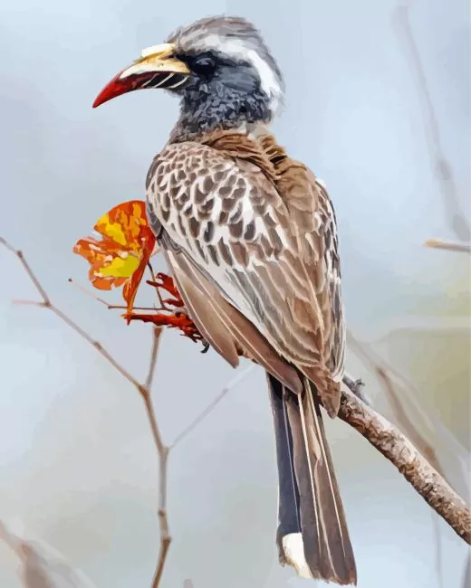 African grey hornbill Diamond With Numbers African Grey Hornbill Diamond Painting