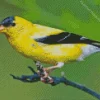 American Goldfinch Diamond Painting