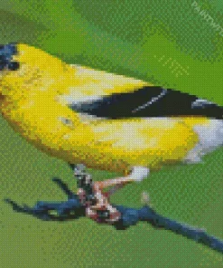 American Goldfinch Diamond Painting