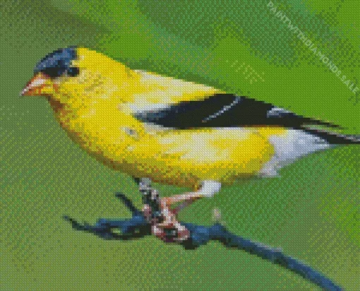 American Goldfinch Diamond Painting