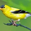 American Goldfinch Diamond Painting