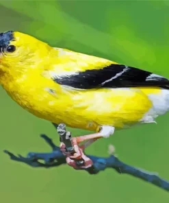 American Goldfinch Diamond Painting