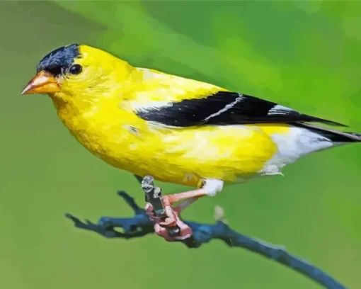 American Goldfinch Diamond Painting