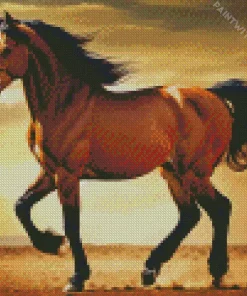 Arabian Horse In The Desert Diamond Painting