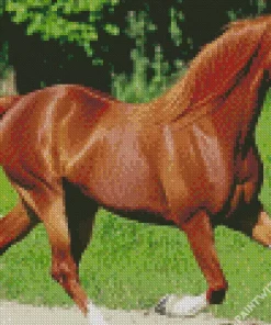 Arabian Horse Diamond Painting