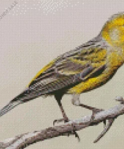 Atlantic Canary Diamond Painting