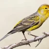 Atlantic Canary Diamond Painting