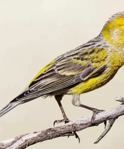 Atlantic Canary Diamond Painting