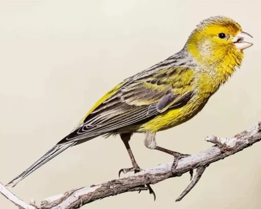 Atlantic Canary Diamond Painting