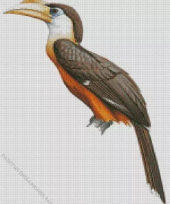 Austens Brown Hornbill Diamond Painting