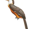 Austens Brown Hornbill Diamond Painting