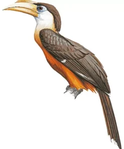 Austens Brown Hornbill Diamond Painting