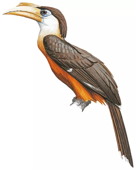 Austens brown hornbill Diamond With Numbers Austens Brown Hornbill Diamond Painting