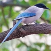 Azure Winged Magpie Diamond Painting